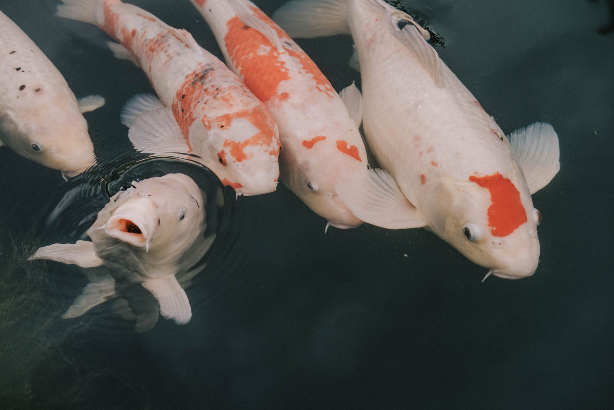 Colorful koi fish in dark water photographed with the Fujifilm XF35mm f2, showing rich contrast and natural color rendering