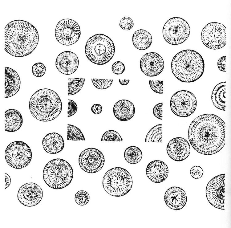 Gaetano Kanizsa and Perception