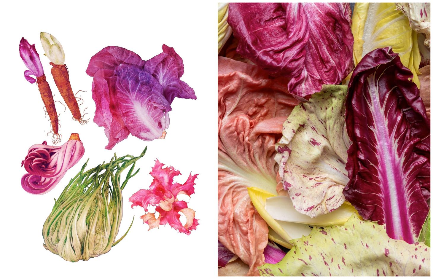 Vegetable diversity