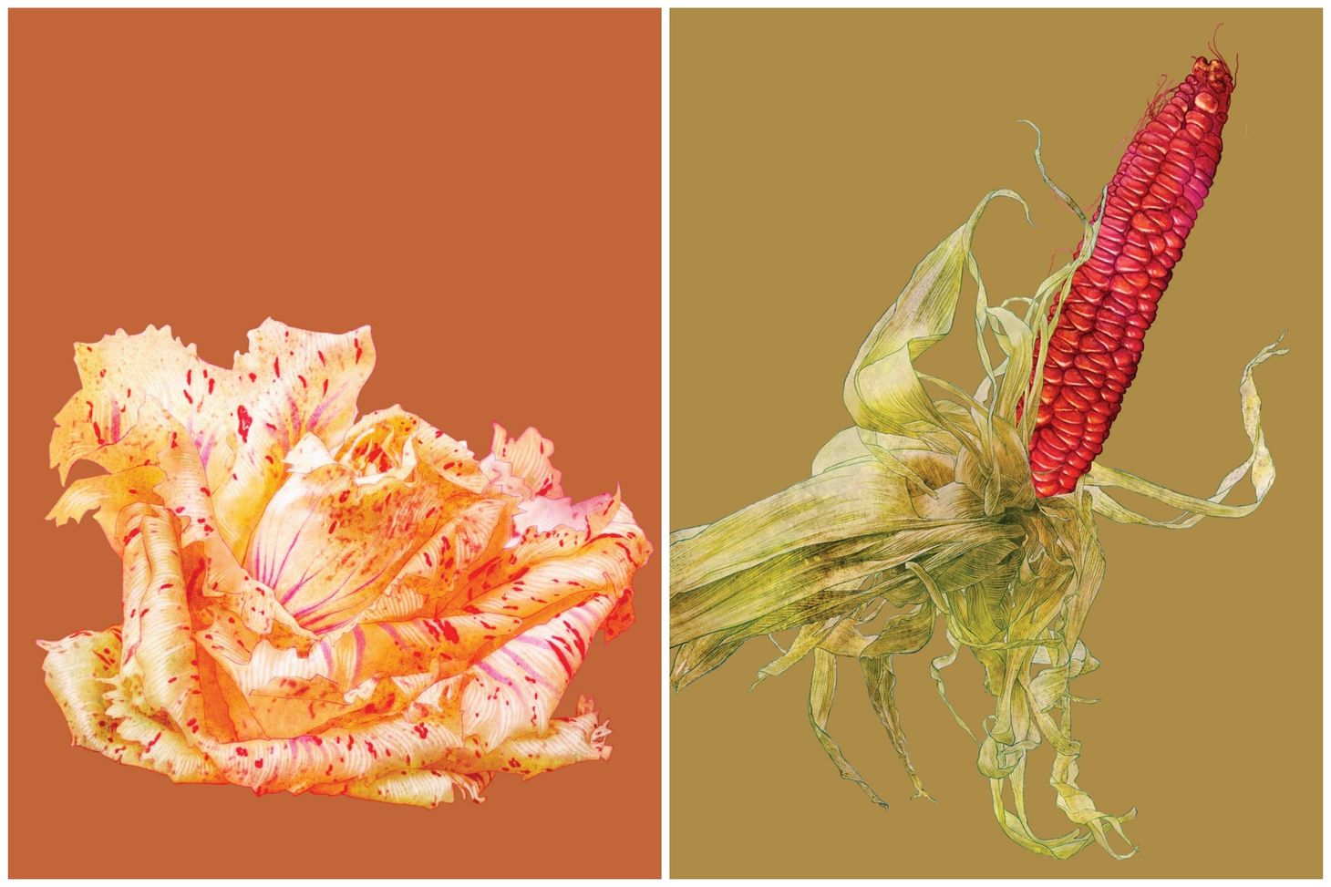 Variegato Di Castelfranco and King Philip Corn