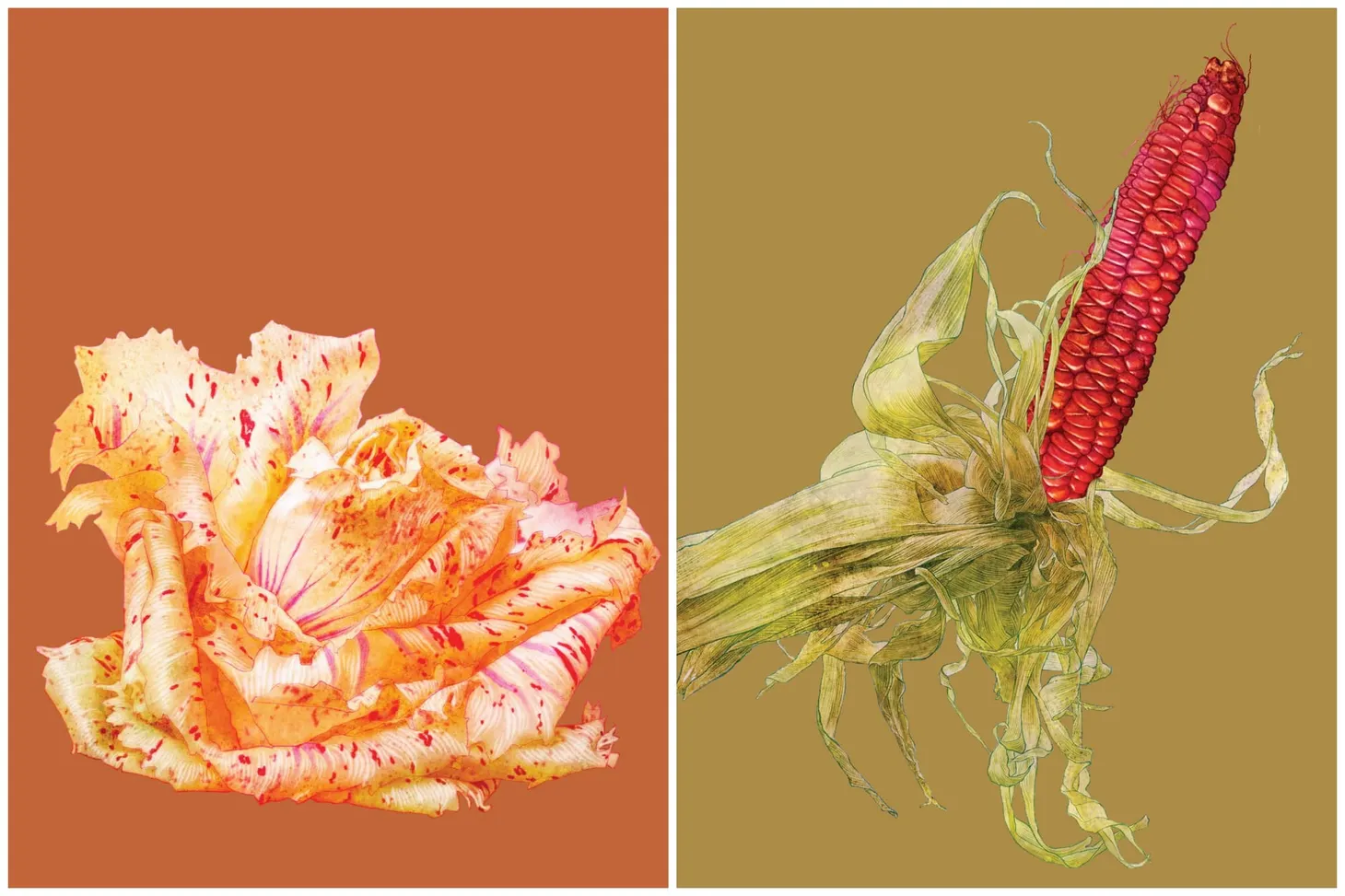 Variegato Di Castelfranco and King Philip Corn