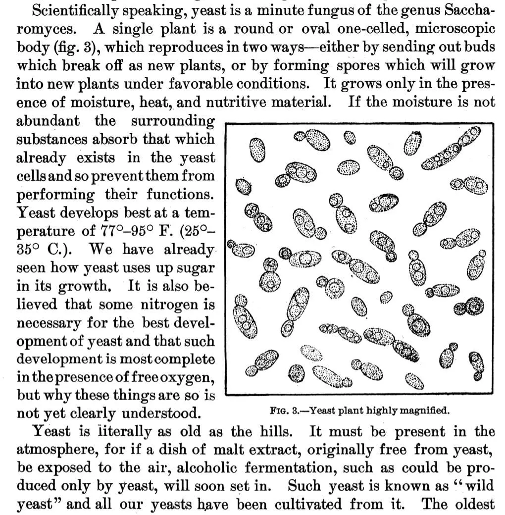 Class Time: Sourdough Microbiology 101