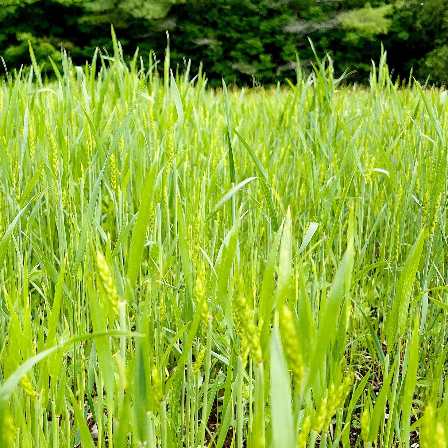Friday Bread Basket 7/7/23