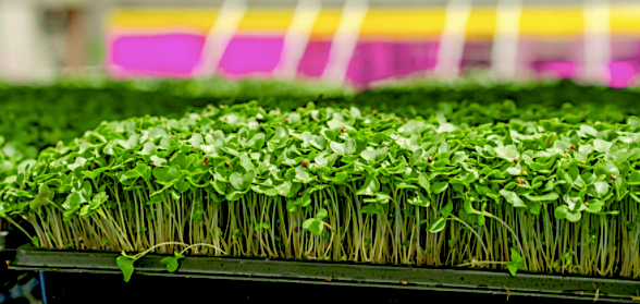 Nova Scotia Vertical farming