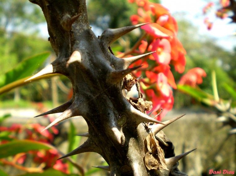 Caso de traição - parte II