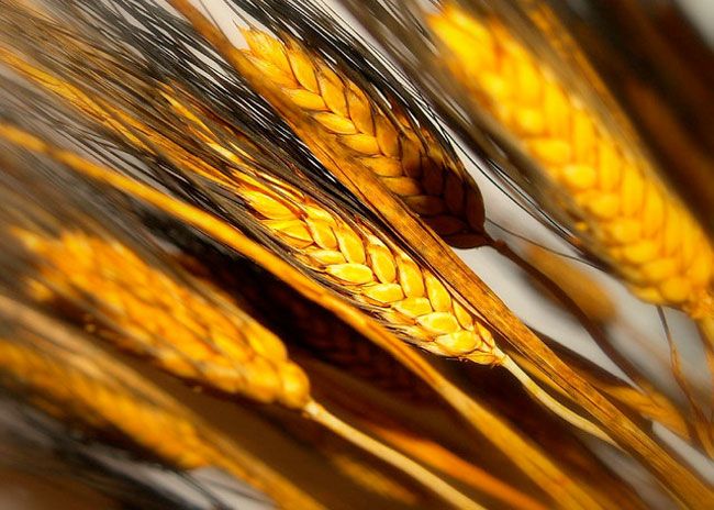 Pão, cerveja e sobrancelha