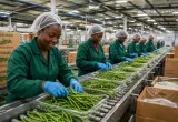 Factory workers in green uniforms and hairnets sorting and packaging fresh green beans along a production assembly line.