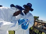 Two agricultural researchers wearing white protective suits, blue gloves, and CSIR-branded sun hats inspect a sample tube in an outdoor cattle pen.