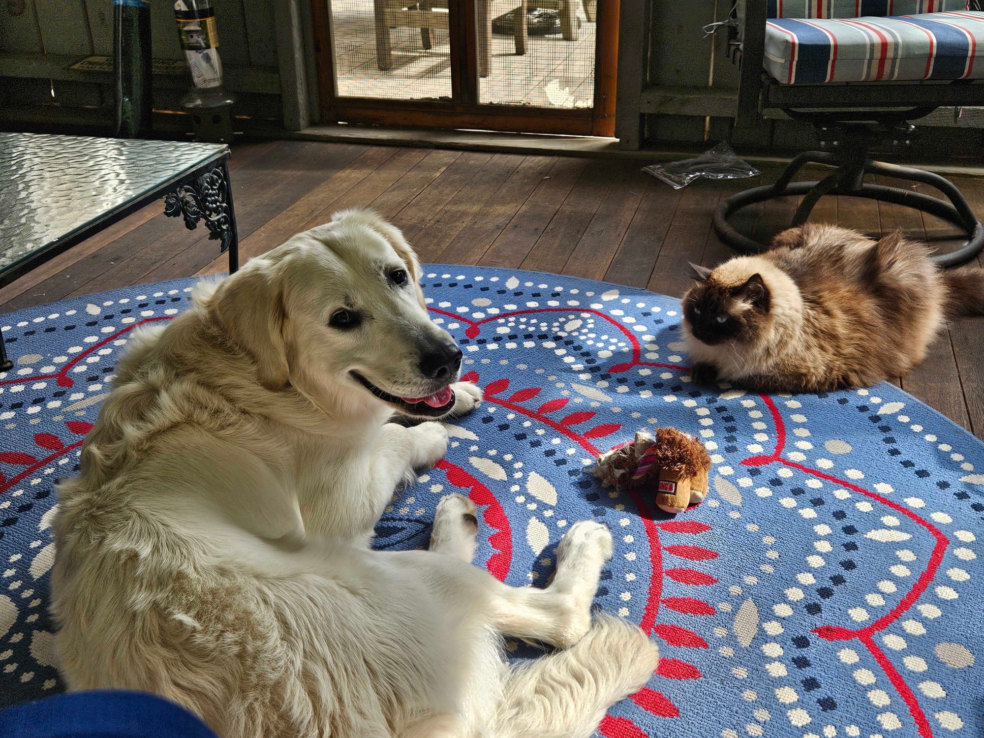 golden retriever and fluffy cat on a circular rug with a toy in between them
