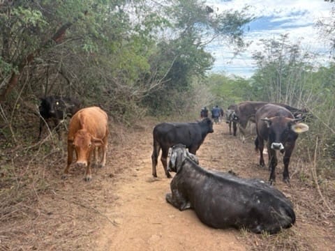 One gold and several brown and black cows standing and lying on a dirt road.