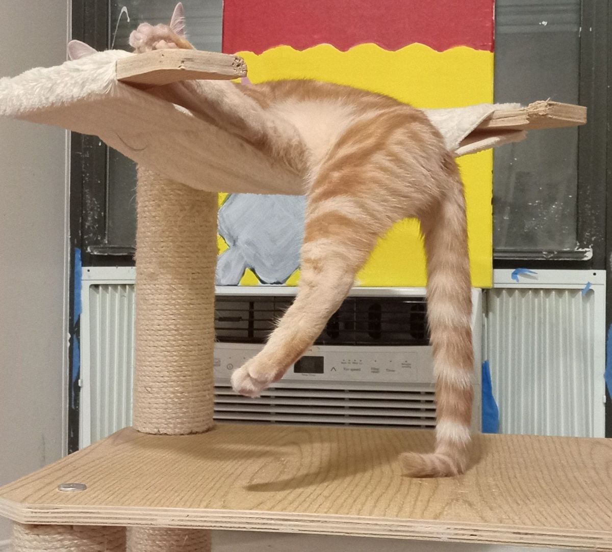 CATS from outer space