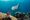 manta_ray_story