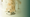 Wild Earth Dog Food: Plant-Based Nutrition for Dogs