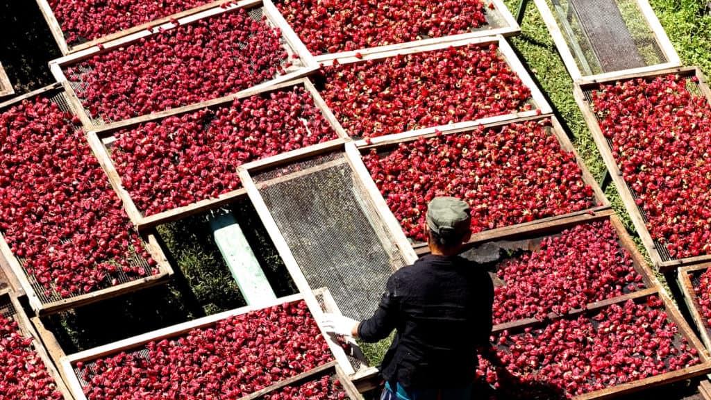 East Bali Cashews_socialenterprise East Bali Cashews_socialenterprise