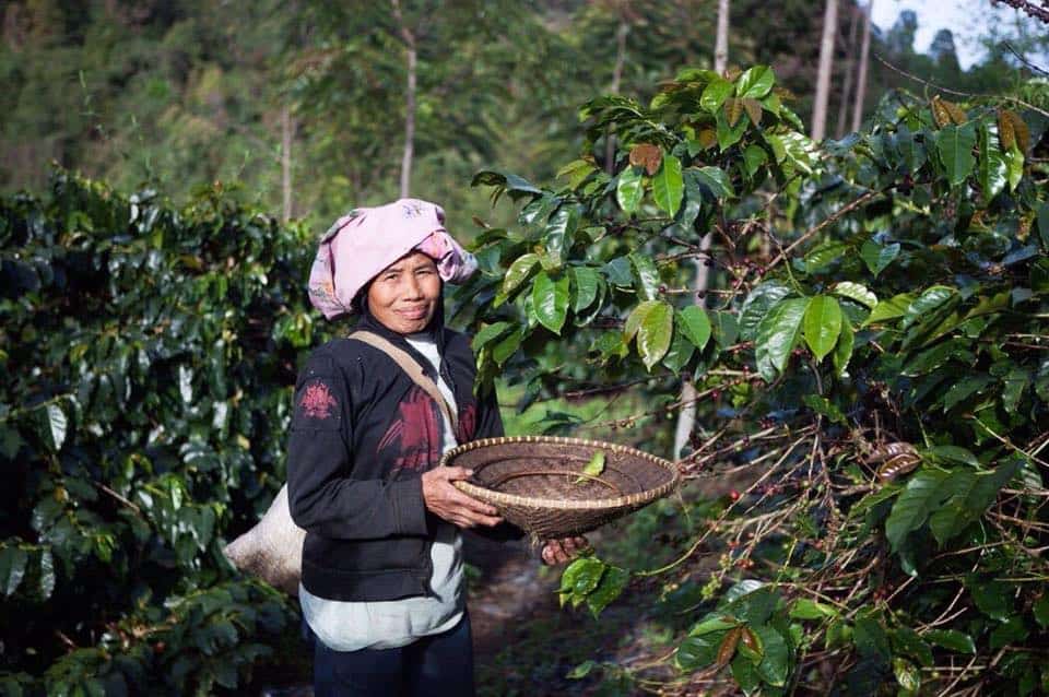 Java Mountain Coffee_socialimpactcoffee Java Mountain Coffee_socialimpactcoffee