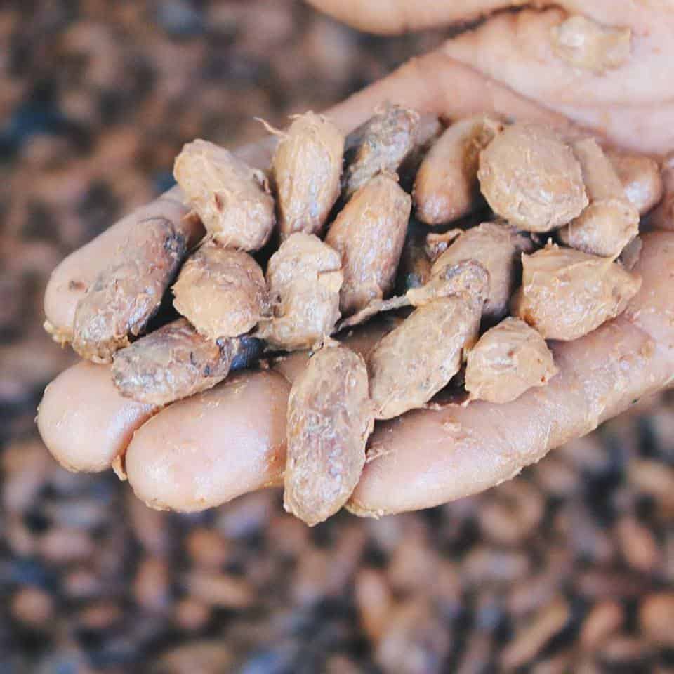 Fermented cacao beans