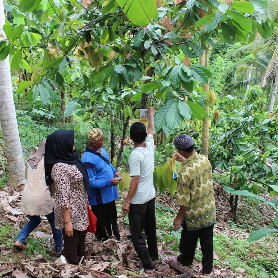 sustainable farming_chocoalte