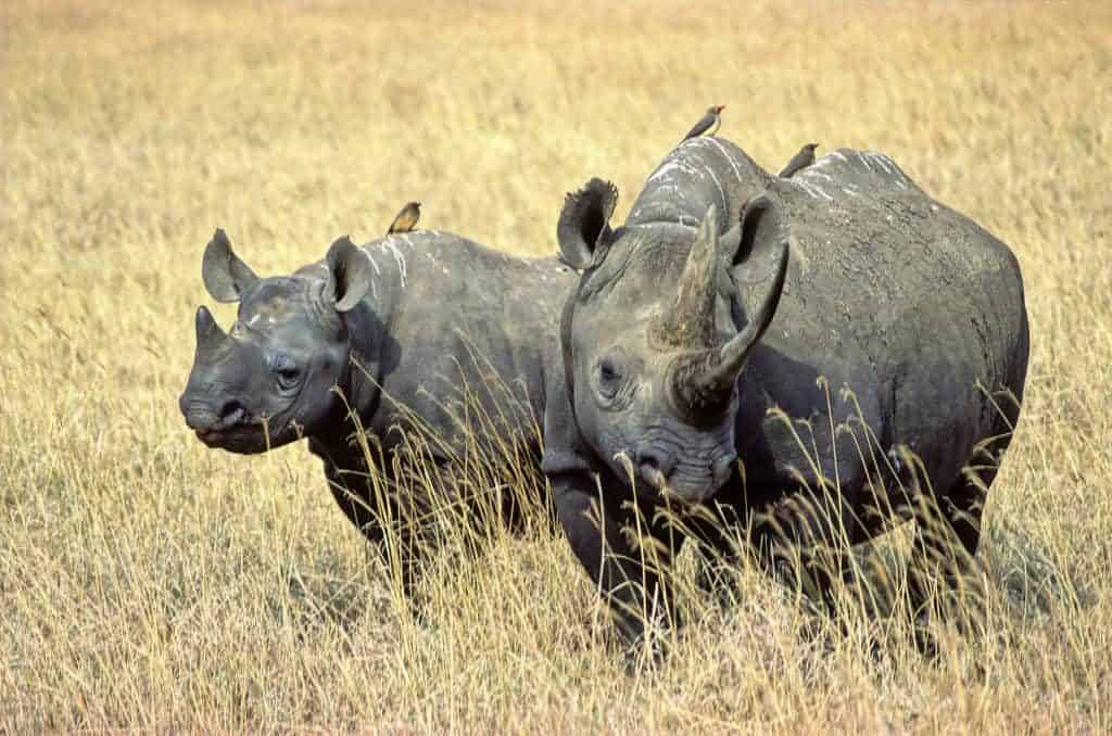 Sustainable Travel And Protecting the Extraordinary Species of Tanzania