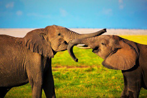 Travel Experiences that will Change Your Life Forever - Above Safaris