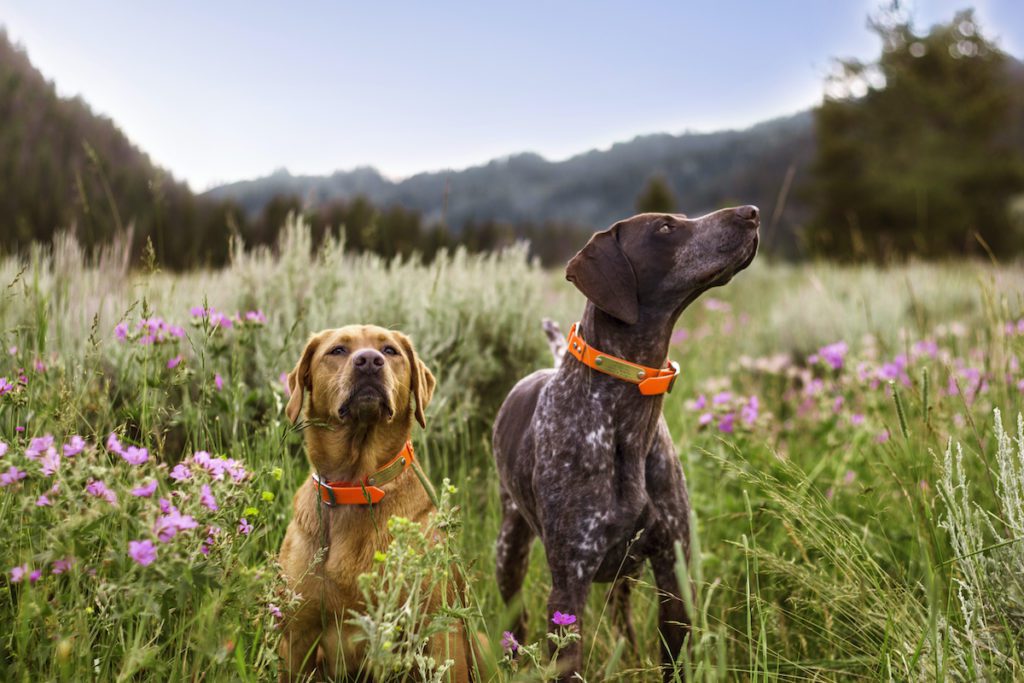 Tree Burials for Pets