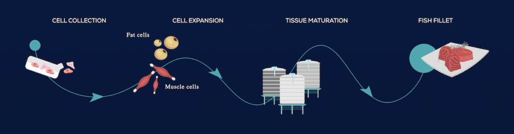 Wanda Fish is a cutting-edge company spearheading a more sustainable future for ocean seafood