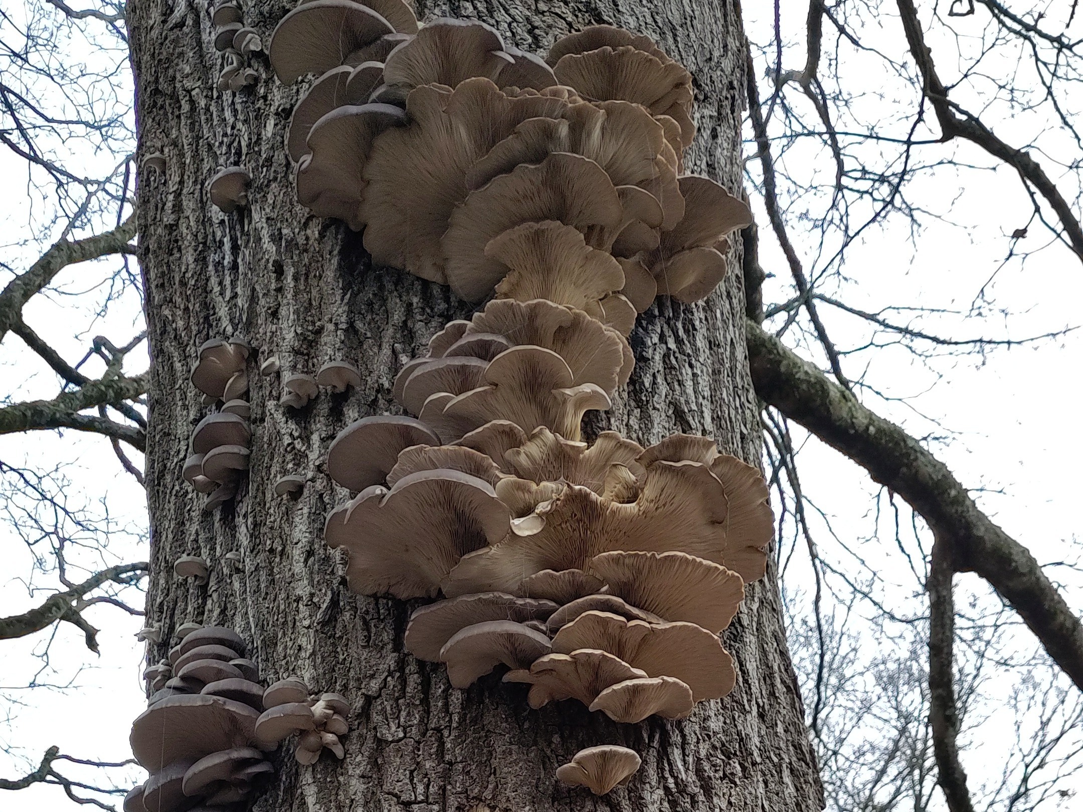 A flush of oyster mushrooms grow up the tree for the second year in a row