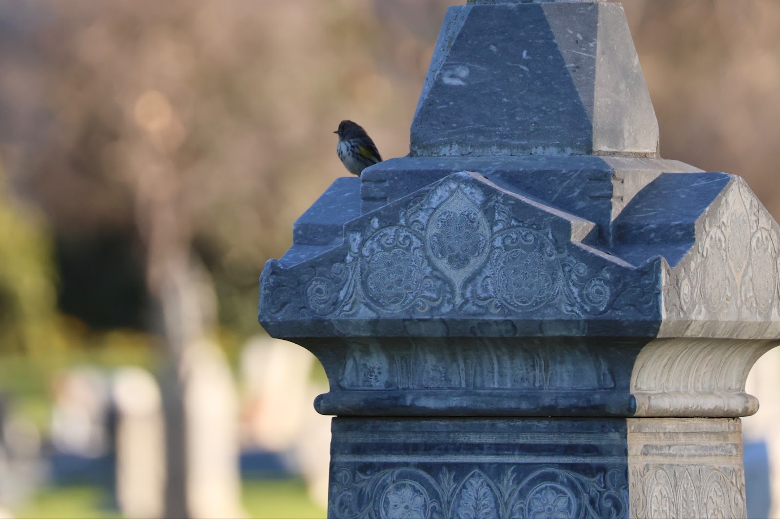 A Yellow-rumped Warbler rests in the shade atop an ornately carved obelisk.