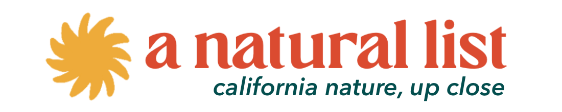 chestnut-backed chickadee (a natural list, no. 11)