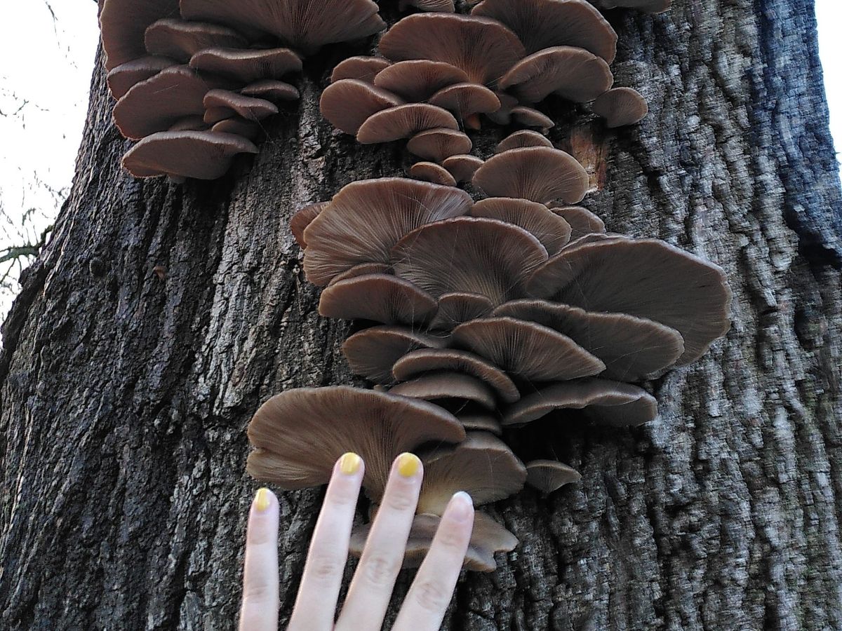 the oyster mushroom tree saga