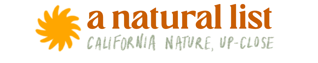 california poppy (a natural list, no. 8)