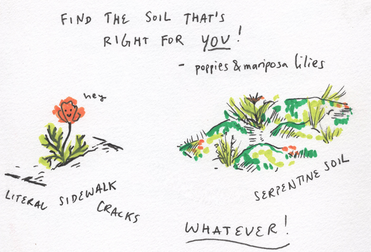 new year's advice from some native plants