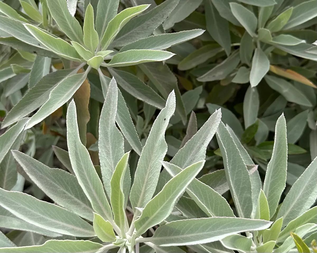 why your tiny garden makes a difference