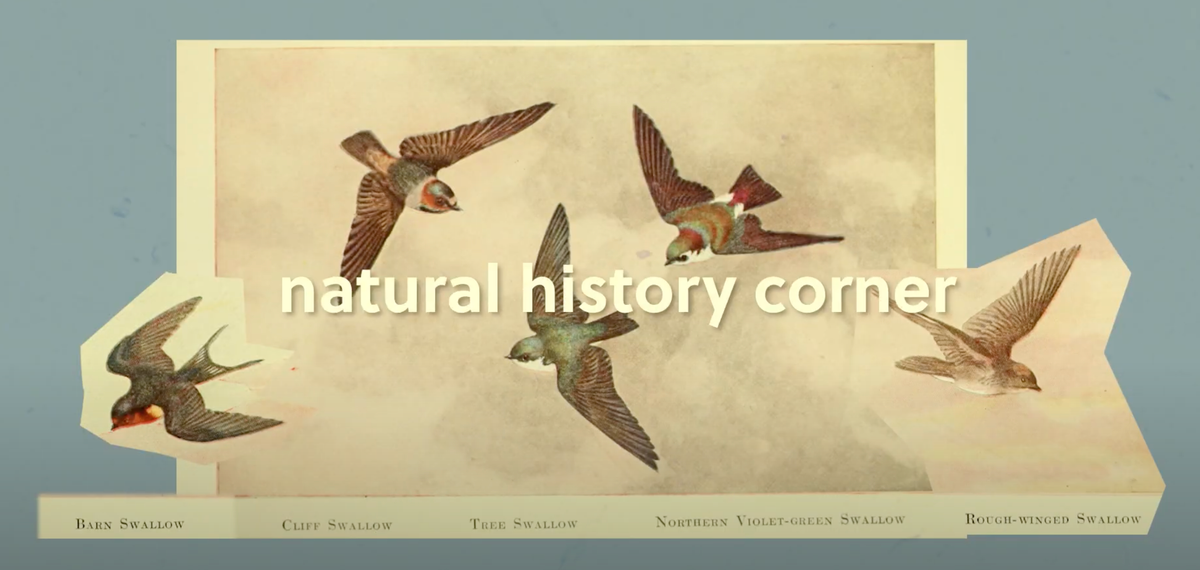 natural history collections are biological libraries