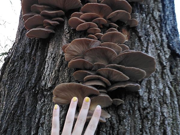 the oyster mushroom tree saga