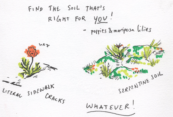 new year's advice from some native plants