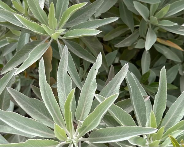 why your tiny garden makes a difference