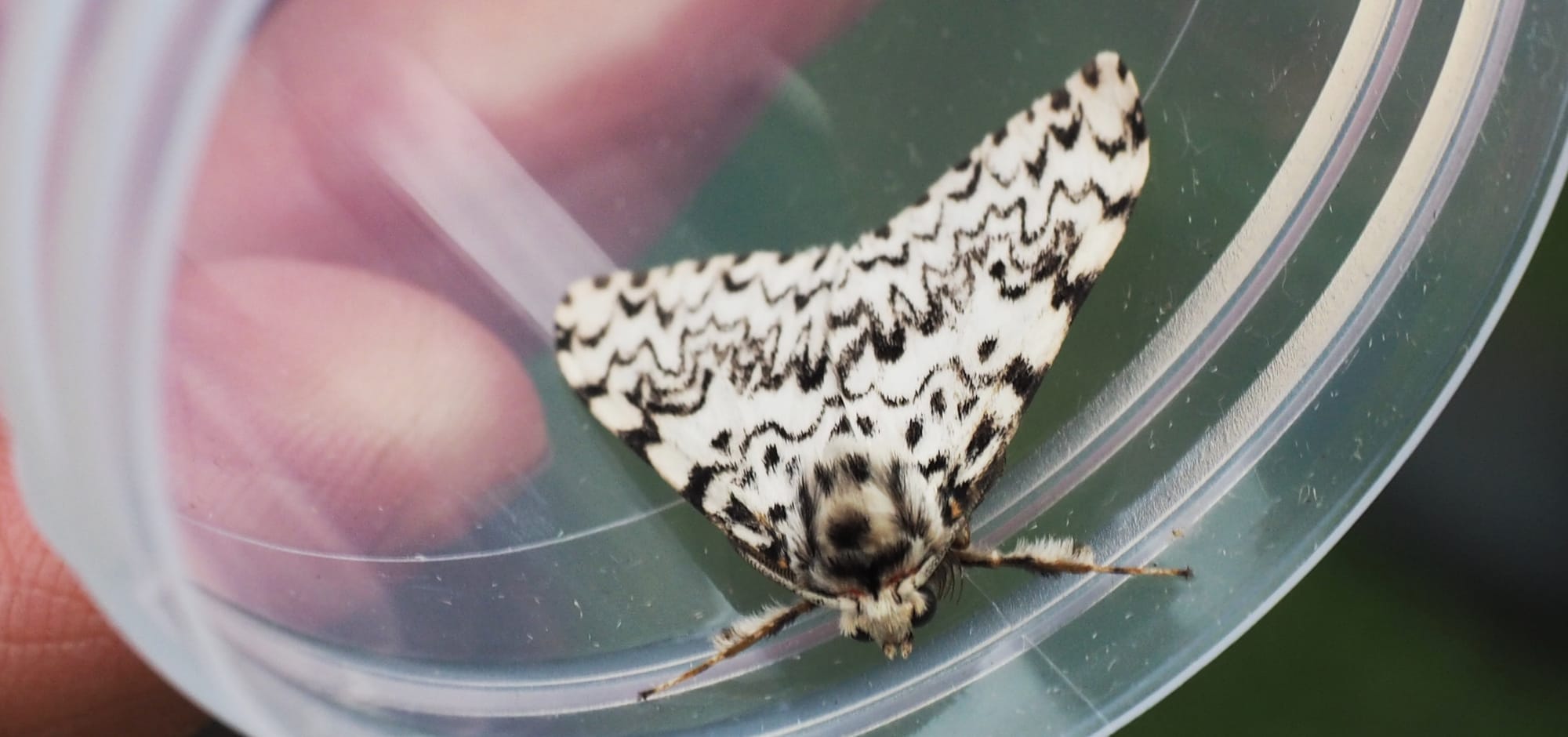 In search of Buff Footmen and Old Ladies