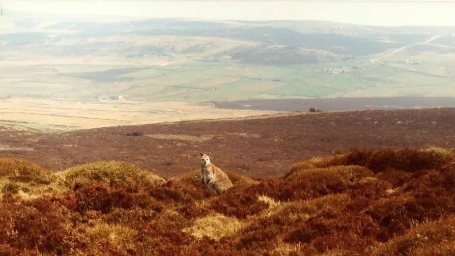 Of marsupials and men: In search of the Peak District wallabies