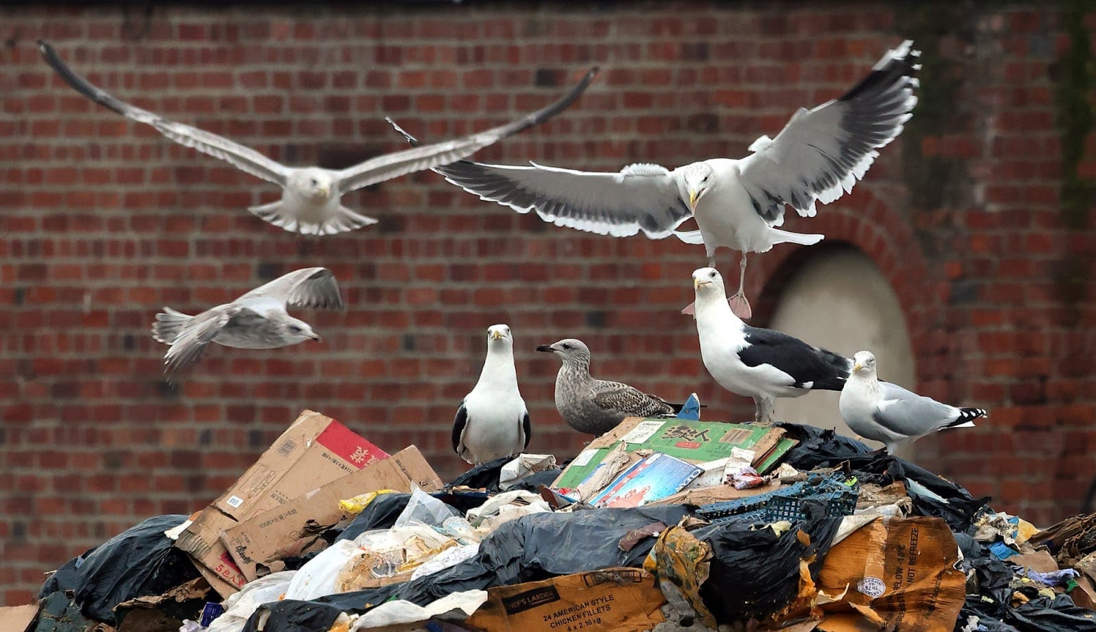 Sheffield in January: a gull’s paradise