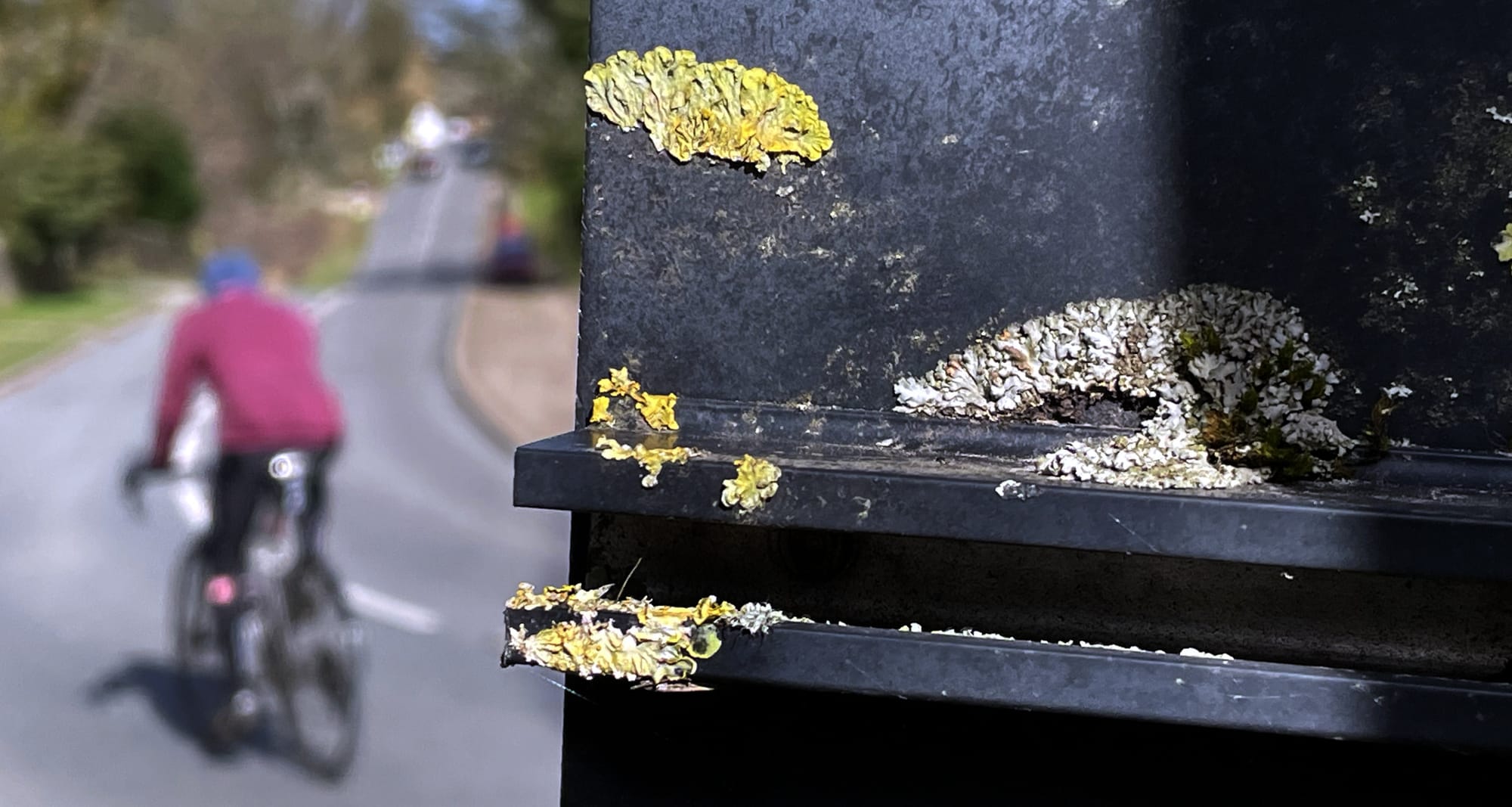 400 million years old and very, very weird