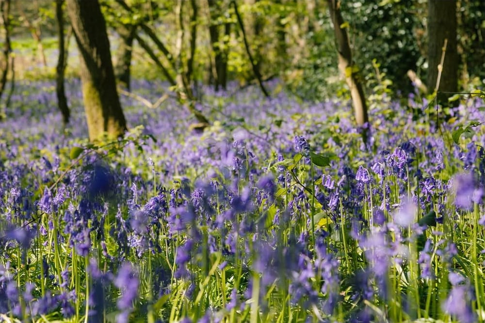 We’re England’s biggest village. Time for a “village hall” then?
