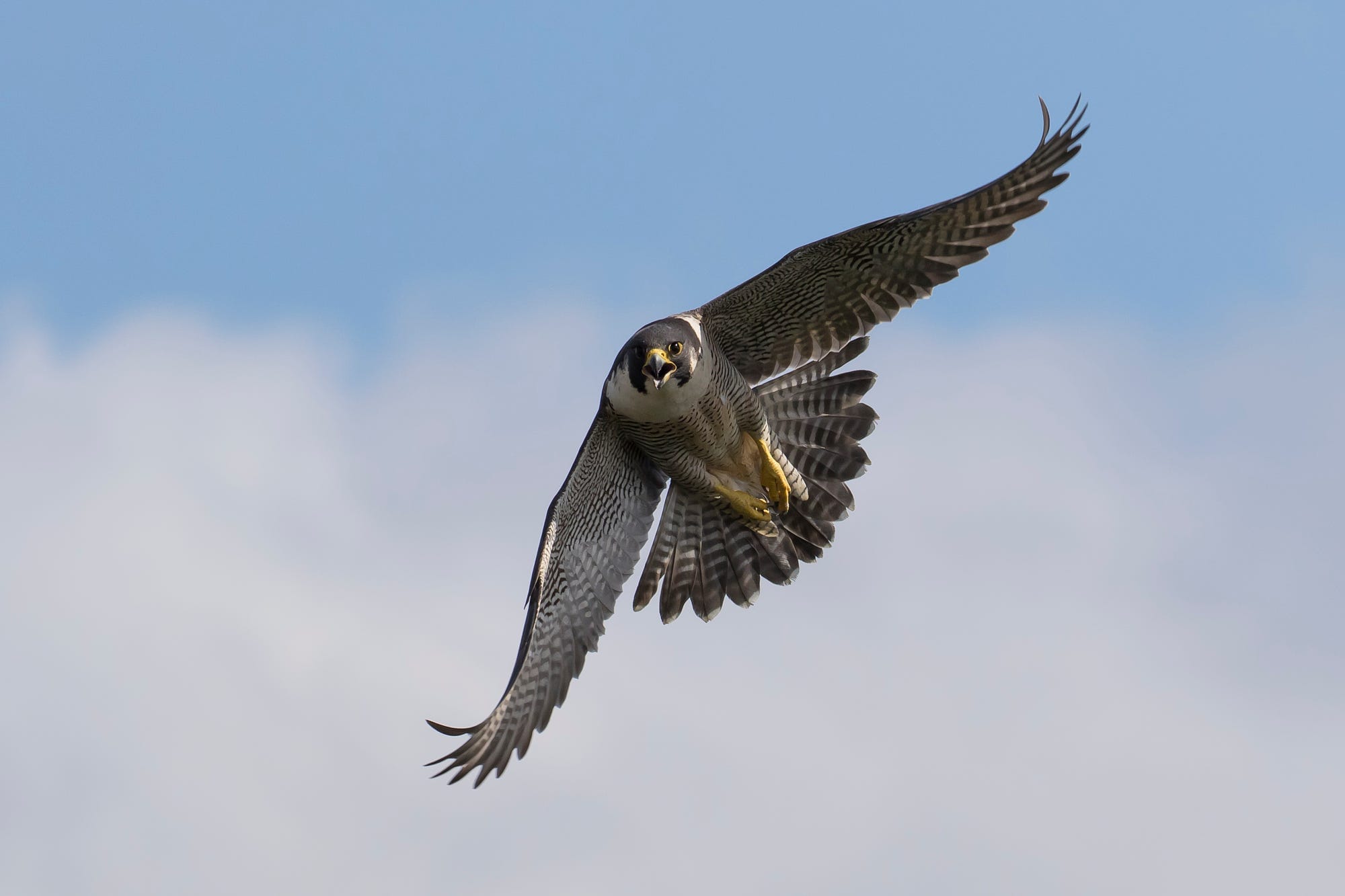 A wildlife spectacle — in the middle of the city centre