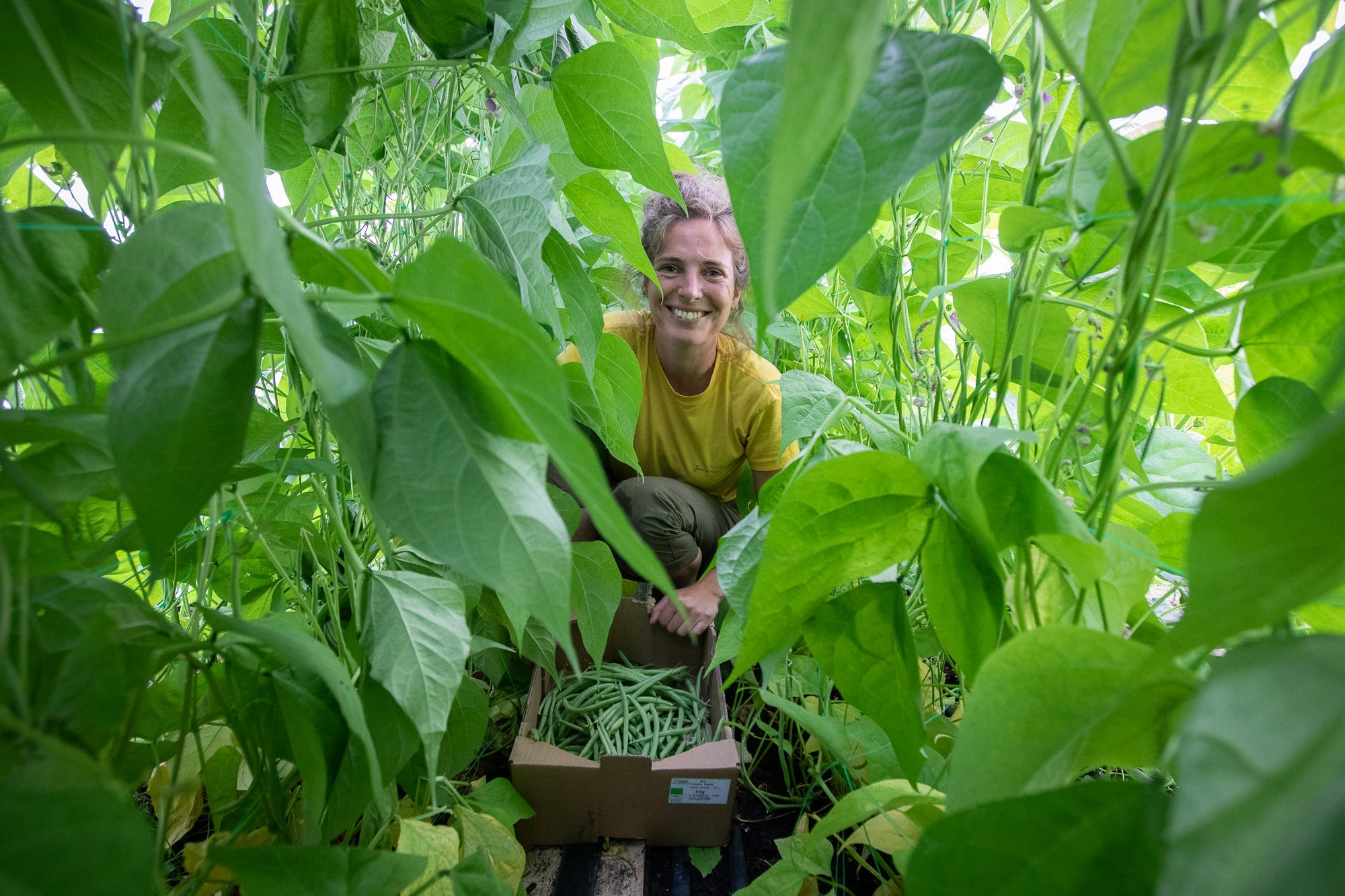 How one bad apple started a food movement in Sheffield