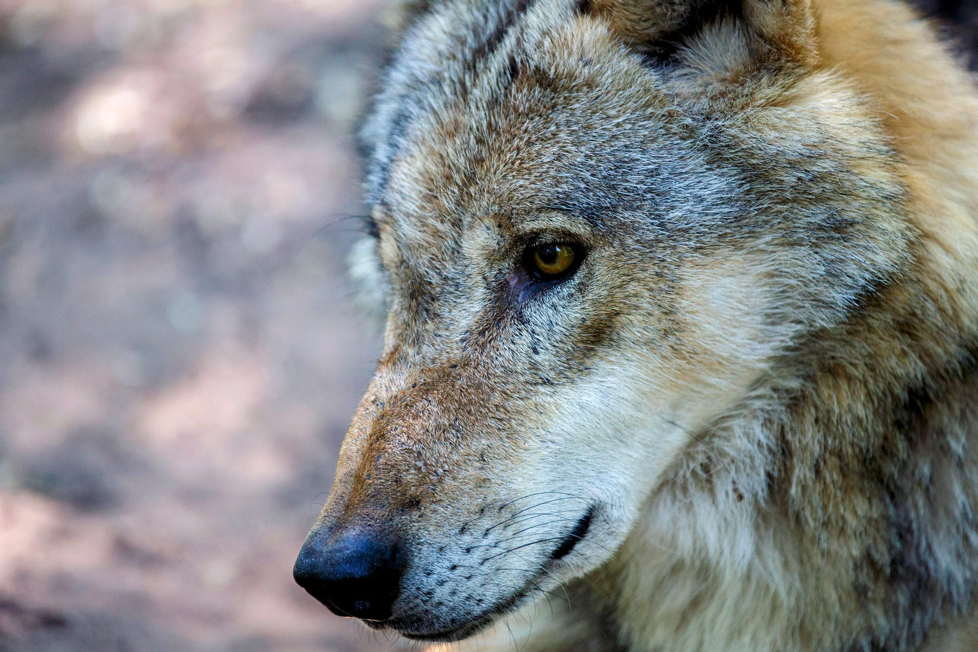 Do we need wolves to rescue Sheffield’s moorlands?