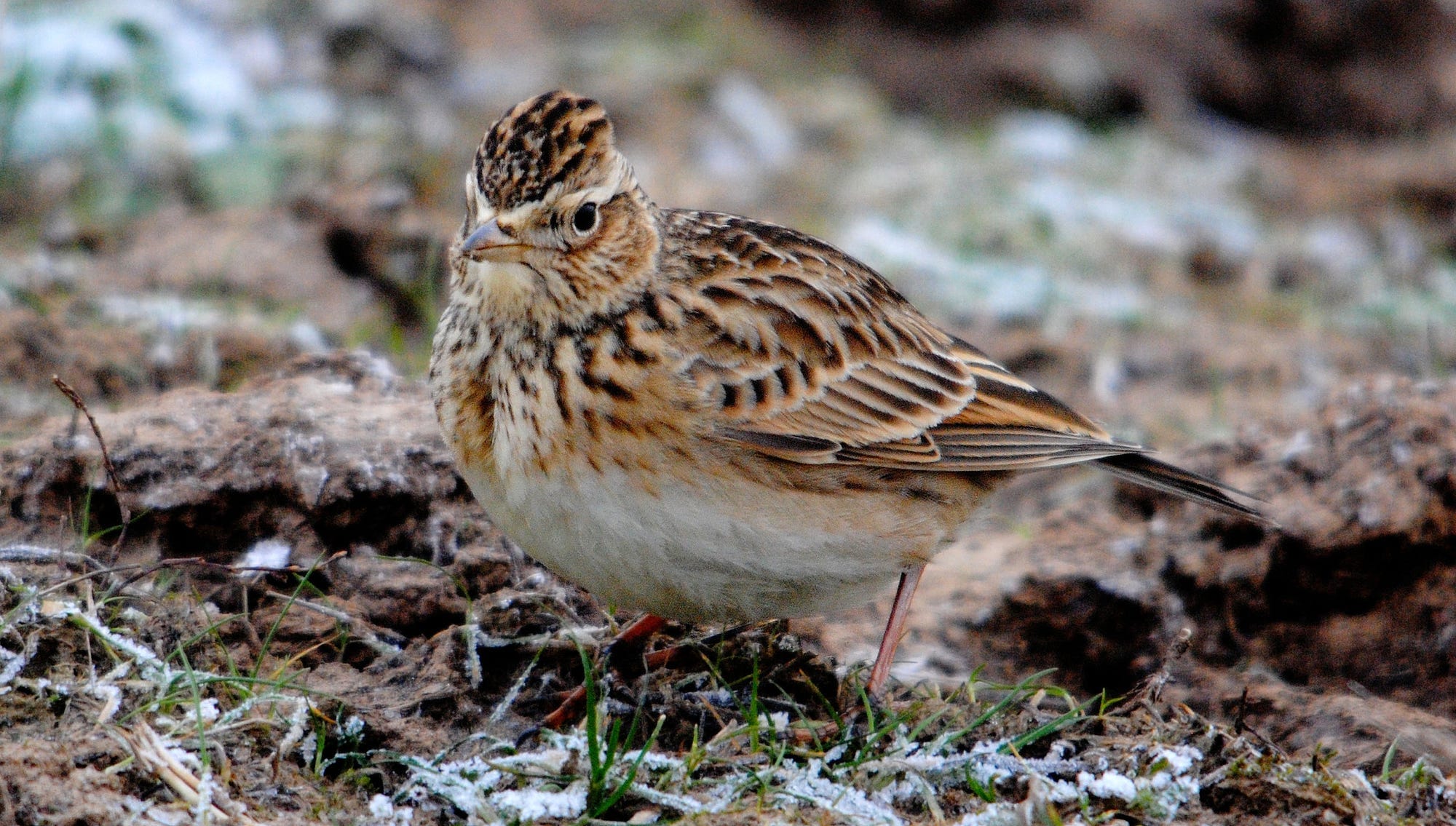 The skylark strikes back