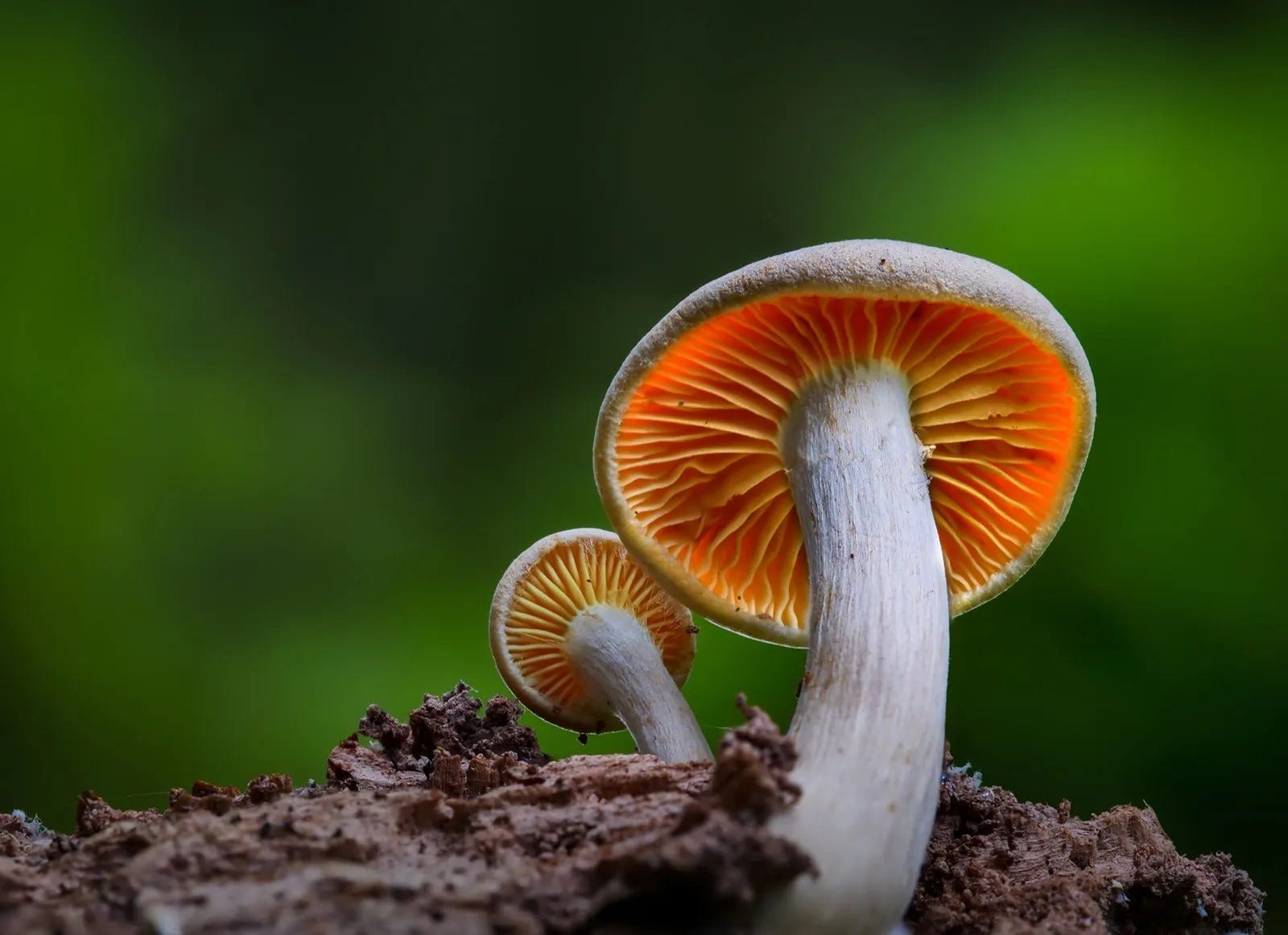 Members event: Autumn fungi forage