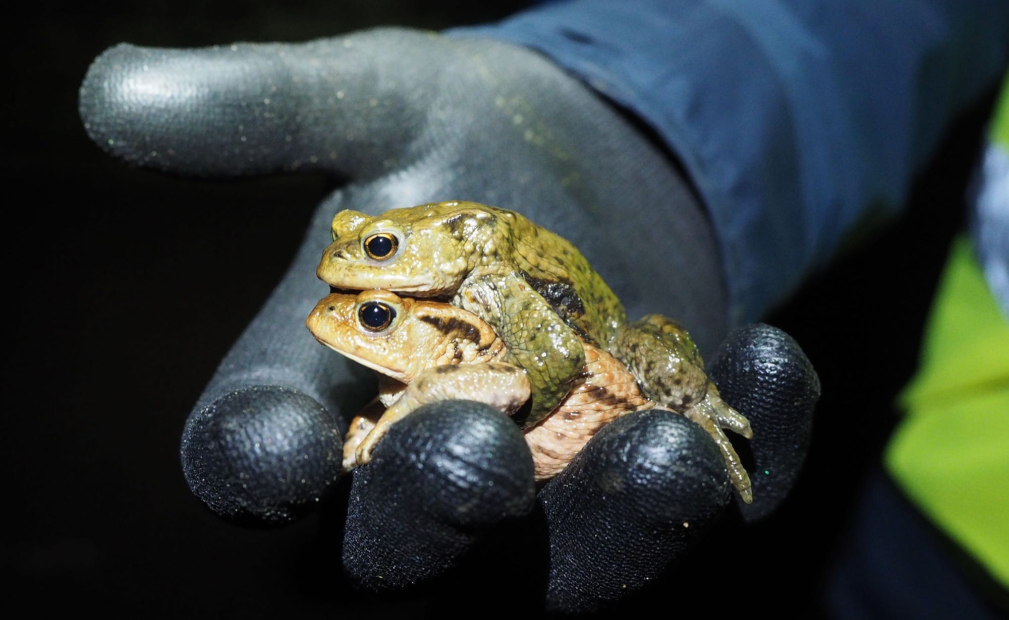 Saving lives, one slimy creature at a time: Working the night shift with Sheffield’s toad patrol