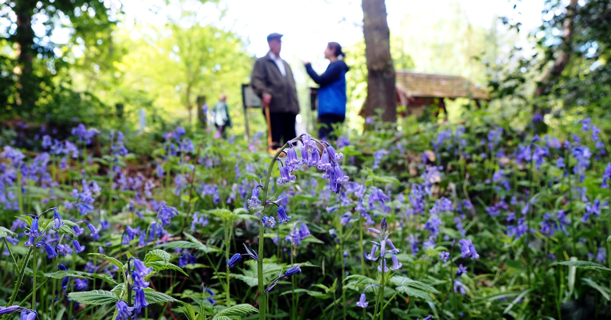 Spring's here! Sheffield's glorious symphony in blue