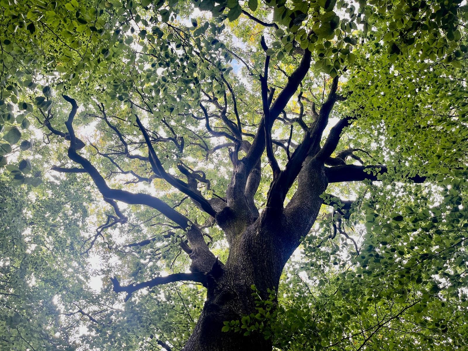 How Sheffield’s trees got under our skin