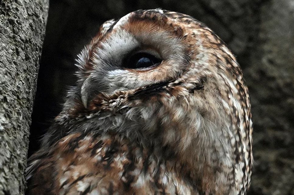 The new Facebook group peddling conspiracy theories about Sheffield’s Clean Air Zone